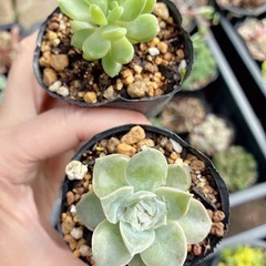 多肉植物　セダム ⑤ 詰め合わせ14個の画像
