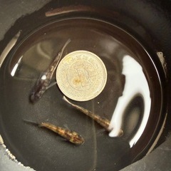 🐟和墨白銀三色グロウ系の画像