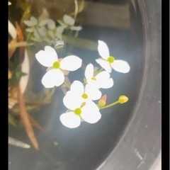 ナガバオモダカの画像