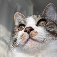 むちむち甘えん坊BODYにゃんこ♡