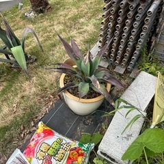 植木鉢の画像