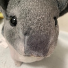 チンチラ の画像