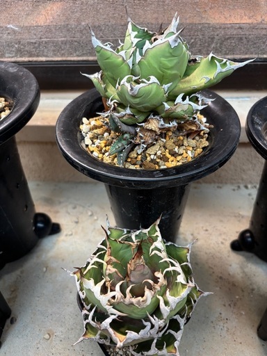 アガベ　植物