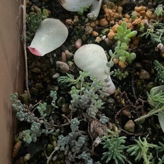 多肉植物ポイポイトレーまるごとの画像