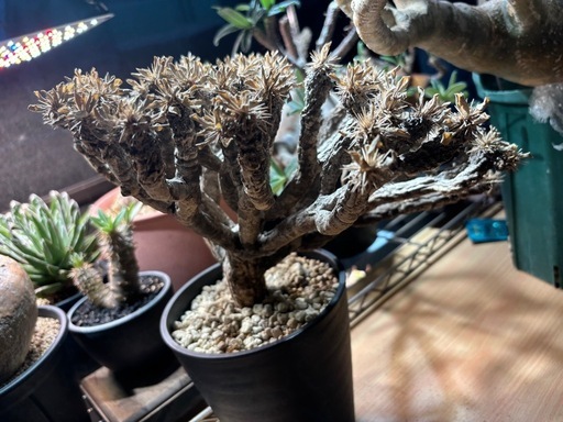 塊根植物　塊根　植物