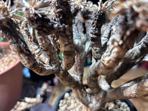 塊根植物　塊根　植物