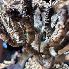 塊根植物　塊根　植物の画像