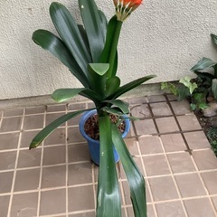 🌺君子蘭2（花1本、新芽1本）の画像