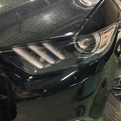 マスタングの画像
