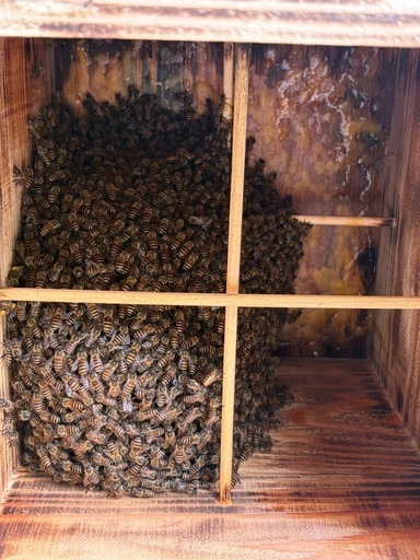 日本蜜蜂 分蜂群入り重箱式巣箱 ２段②