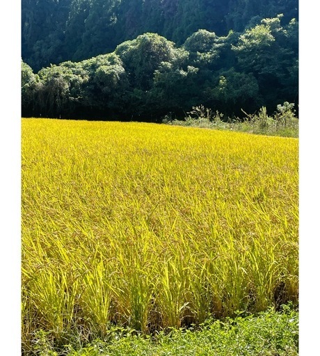 3️⃣令和7年度　れんげ米　湧水のお米