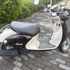 ビーノモルフェの画像