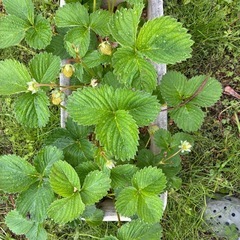 [週末限定]無農薬　いちごプランター2つセットの画像