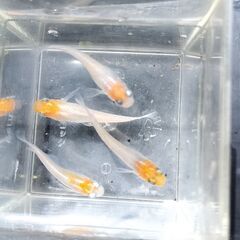 タンチョウメダカ　２Ｐ　５００円の画像