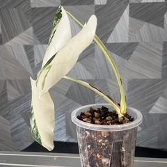 ⭐️お譲り先決定❗️🉐✨【観葉植物】お一人様✨特選Aランク✨モンステラモンステラ・ボルシギアナホワイトタイガーの画像