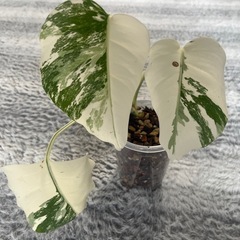 ⭐️お譲り先決定❗️🉐✨【観葉植物】お一人様✨特選Aランク✨モンステラモンステラ・ボルシギアナホワイトタイガーの画像
