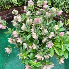 クリスマスローズ　大株仕立の画像