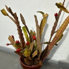 もうすぐ花咲く🌵サボテンの画像