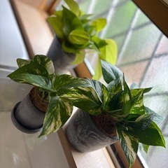 【お取引中】観葉植物E  3つセット　インテリアポット　鉢付き　お引き取りのみの画像