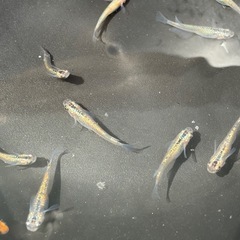 ラメがとても綺麗なメダカさん　砂里（さり）　めだか　1匹150円の画像