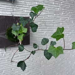 観葉植物２点の画像
