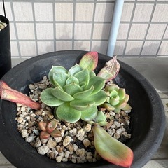 多肉植物の寄植え②の画像