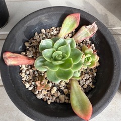 多肉植物の寄植え②の画像
