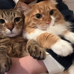 【至急】一時預かり先探してます！猫2匹、オスメスどちらも6才です...