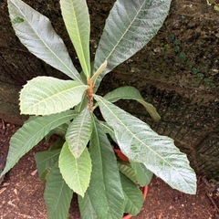 びわの木　鉢付き　植木の画像