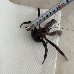 ヤシガニの画像