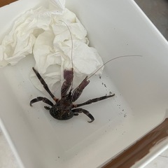 ヤシガニの画像