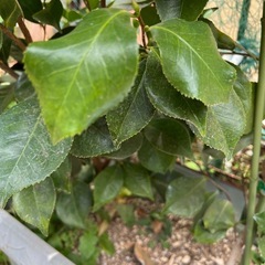 椿の木の画像