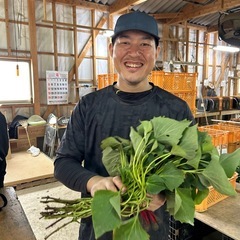 苗切り、苗運搬、苗出荷作業の画像