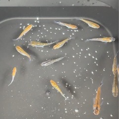 ラメメダカ -ユリシス　ゴールド系- 8匹¥500の画像