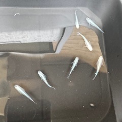 幹之　メダカ　7匹
の画像