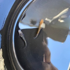 ［限定1セット］『夜桜ブルー』　めだか　成魚　2匹の画像