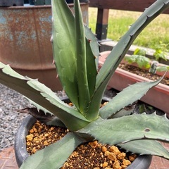 アガベ　ジェントリー
の画像