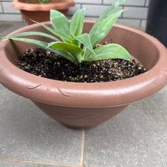 観葉植物　アテナータ
の画像