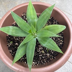 観葉植物　アテナータ
の画像