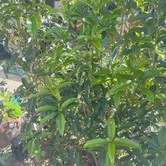 キンモンクセイ　5木の画像