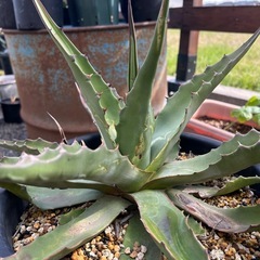 アガベ　ジェントリージョーズ
の画像