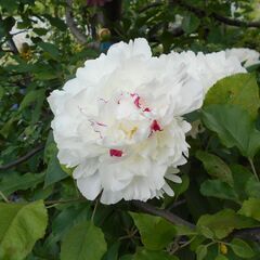 芍薬　八重咲きの画像