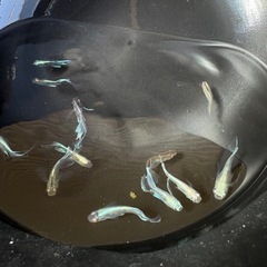 メダカ　そうめんの画像