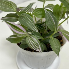 観葉植物　トラディスカンティア   ラベンダー　②の画像