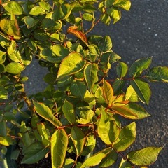 ロサオリエンティス　リラ8号鉢のままの画像