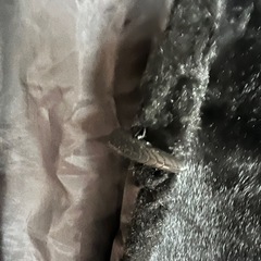 ふかふかのベストの画像