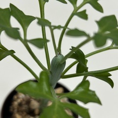 多肉植物 七宝樹　②の画像