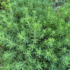 多肉植物　　寄せ植えの画像