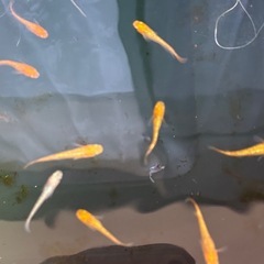 レクリスめだかの画像
