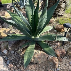 アガベ　サルミアナクラッシスピナ　大株の画像
